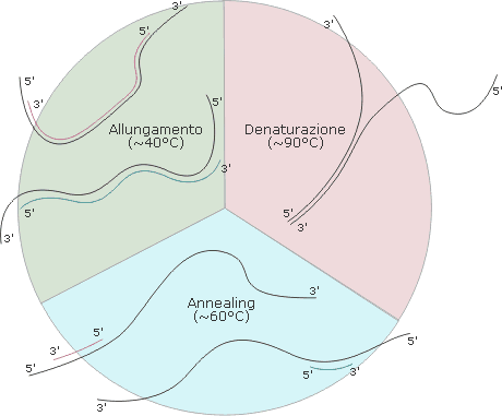 Le tre fasi di un ciclo di PCR