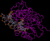 Animazione metilasi - DNA