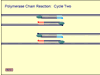 Animazione PCR (in Shockwave )