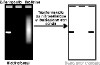 Western Blot