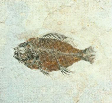 Pesce d'Aprile