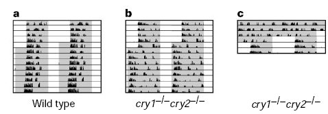 Ritmi circadiani di topi wt vs Cry1/2 KO