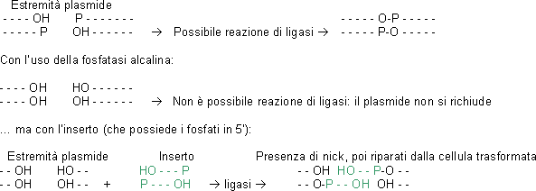 Funzione fosfatasi