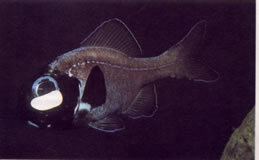 Photoblefaron