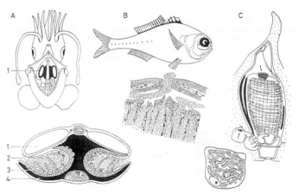 Simbiosismi