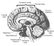 Anatomia cervello
