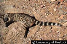 Zibetto ucciso da influenza aviaria