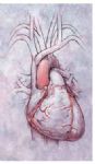Cuore