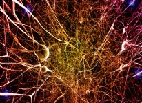 Neuroni