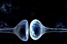 Elaborazione grafica di una sinapsi