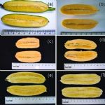 Banane OGM arricchite con beta carotene
