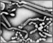 Influenza Aviaria