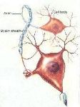 Cellule nervose