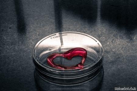 Foto Calendario MolecularLab 2015