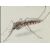 Fermiamo la malaria