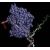 NF-Y, proteina chiave dell'espressione genica