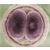 Il gene dei primi 15 minuti di vita