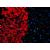 Cellule del fegato a partire da fibroblasti