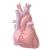 Radiazioni a basse dosi potrebbero causare cardiopatia e ictus