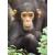 La genetica e le popolazioni di scimpanzé