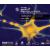 MolecularLab con BrainForum 2010 - convegno internazionale su Neuroscienze