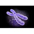 Rappresentazione Cromosoma X