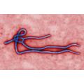 Virus Ebola Virus Ebola