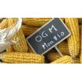 Mon810: Mais OGM Mon810: Mais OGM