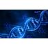 Rappresentazione filamento doppia elica DNA